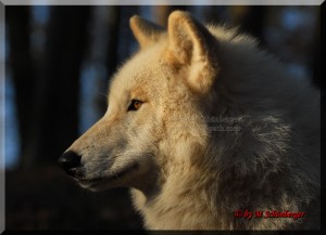 Arktische Wölfe